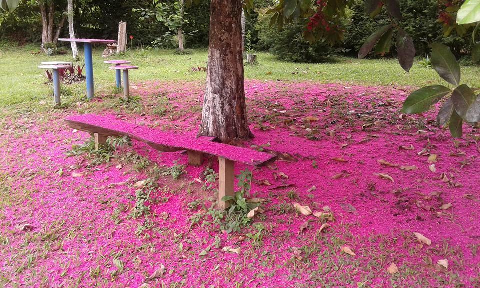 Hotel Pouso Jambo Rosa Valenca  Esterno foto